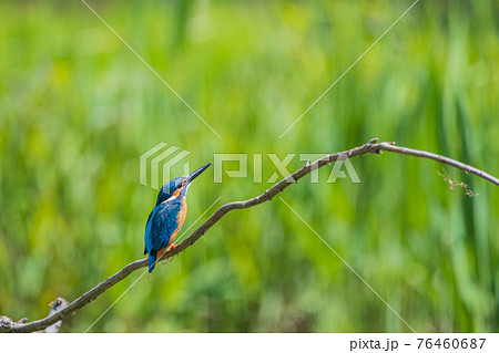 カワセミ 高画質 野鳥風景素材の写真素材