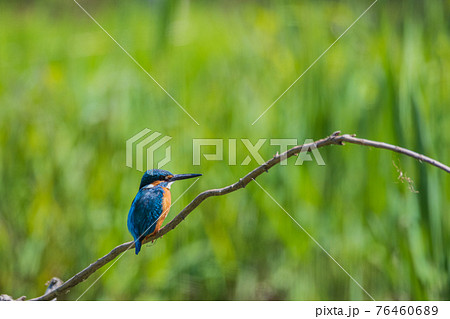 カワセミ 高画質 野鳥風景素材 76460689
