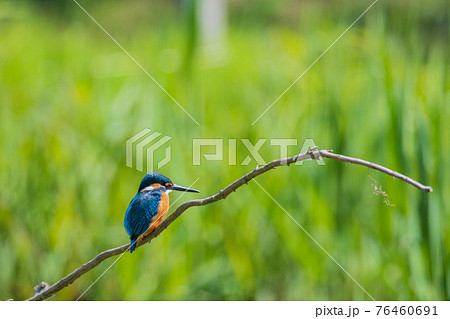 カワセミ 高画質 野鳥風景素材の写真素材