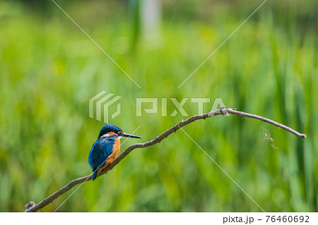 カワセミ 高画質 野鳥風景素材の写真素材