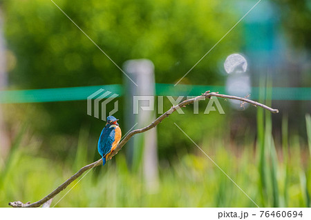 カワセミ 高画質 野鳥風景素材の写真素材