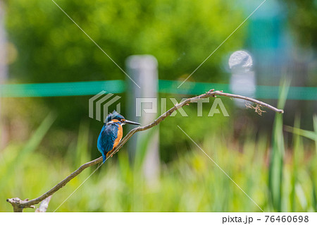 カワセミ 高画質 野鳥風景素材の写真素材