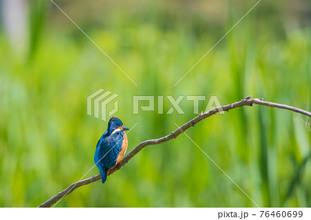 カワセミ 高画質 野鳥風景素材の写真素材