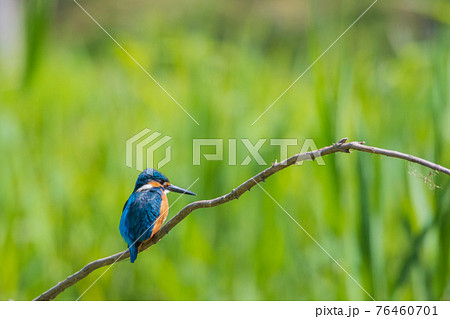 カワセミ 高画質 野鳥風景素材の写真素材