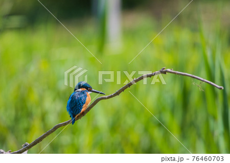 カワセミ 高画質 野鳥風景素材の写真素材