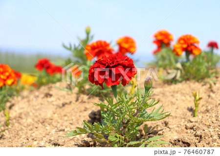 マリーゴールド 76460787