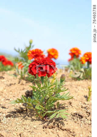 マリーゴールド 76460788