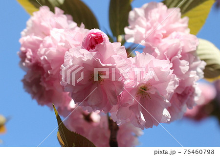 ヤエザクラ 八重桜 造幣局の通り抜け 大阪造幣局 大阪市 新型コロナウィルス ヤエザクラ 八重桜 造幣局の通り抜け 大阪造幣局 大阪市 新型コロナウィルス 76460798
