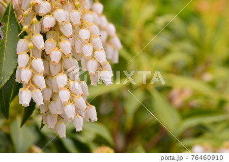 宇治植物園 宇治植物園 76460910