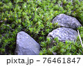 苔風景 76461847