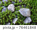苔風景 76461848