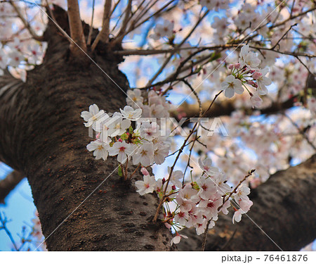 Cherry blossom Blooming in Oncheoncheon Stream, Busan, South Korea, Asia. Cherry blossom Blooming in Oncheoncheon Stream, Busan, South Korea, Asia. 76461876