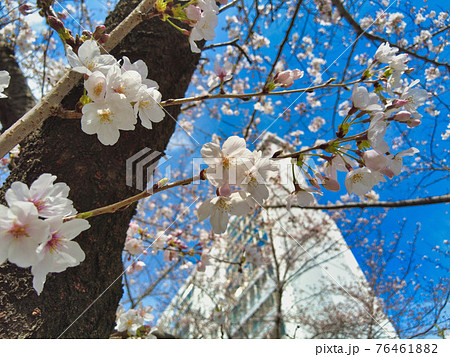 Cherry blossom Blooming in Oncheoncheon Stream, Busan, South Korea, Asia. Cherry blossom Blooming in Oncheoncheon Stream, Busan, South Korea, Asia. 76461882