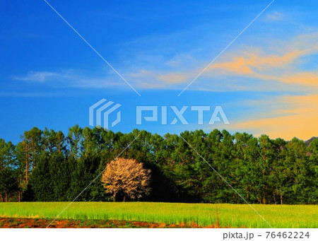 麦畑と青い空の春の風景 麦畑と青い空の春の風景 76462224