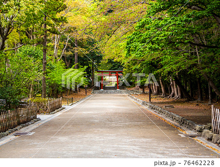 鶴岡八幡宮の流鏑馬馬場から見た鳥居(鎌倉市雪ノ下) 鶴岡八幡宮の流鏑馬馬場から見た鳥居(鎌倉市雪ノ下) 76462228