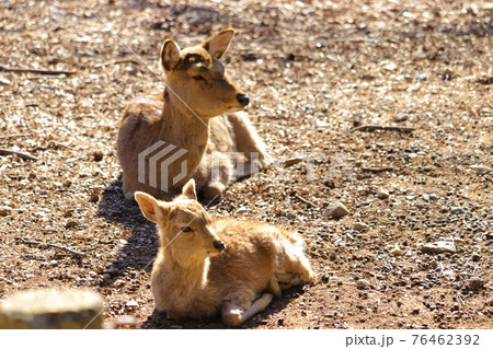 奈良公園 仲の良い親子の鹿の写真素材