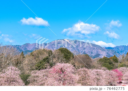 鈴鹿の森庭園　梅 76462775