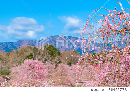 鈴鹿の森庭園 梅 鈴鹿の森庭園 梅 76462778
