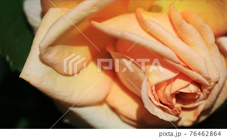 植物 バラの花 花 76462864
