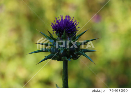 Purple milk thistle on the field with a bokeh background. Purple milk thistle on the field with a bokeh background. 76463090