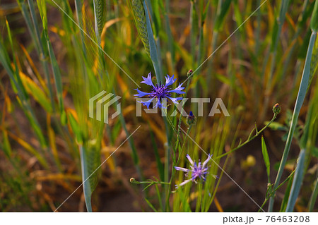 Beautiful blue blooming cornflower flower in spring in the meadow. 76463208