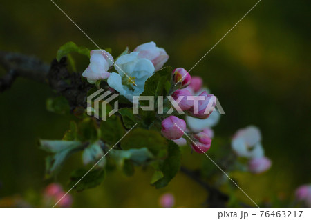 Blooming branch of apple tree in spring in the garden. Blooming branch of apple tree in spring in the garden. 76463217