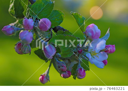 The apple tree branch blooms in the garden in spring. 76463221