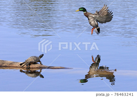 Mallard duck landing of on the lake, Quebec, Canada 76463241