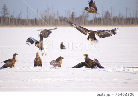 オオワシ　流氷27 76463306