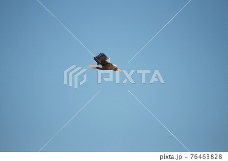 オオワシ　飛翔80 76463828