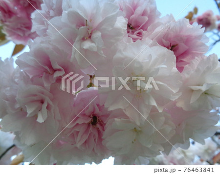 桜 桜 76463841