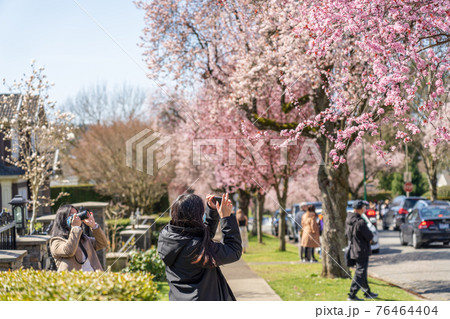 People are taking pictures and enjoy the cherry blossom in West 22nd Avenue, Arbutus Ridge residential neighbourhood. Vancouver city, Canada. 76464404