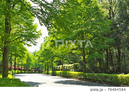 新緑に囲まれた道路 76464584