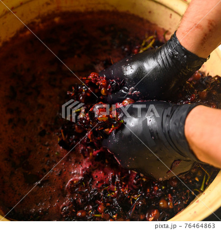 A man squeezes the juice from the grapes with his hands on wine, home-made wine. 76464863