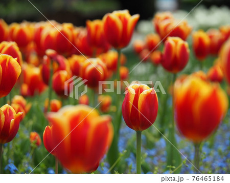 咲き乱れる赤と黄の二色咲きチューリップ 76465184