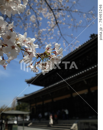 南禅寺の三門と桜 南禅寺の三門と桜 76465246