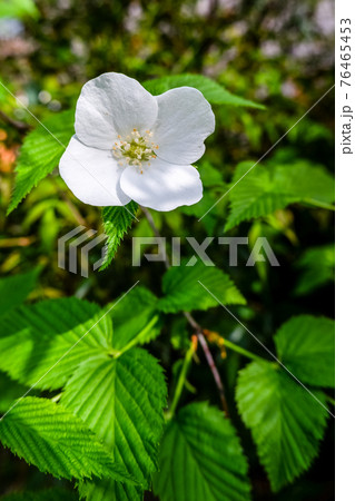 シロヤマブキの花1輪の写真素材