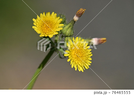 二輪の春のげしの花 76465555