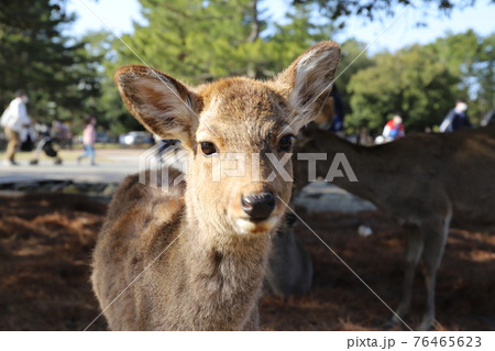 かわいい奈良公園の鹿 かわいい奈良公園の鹿 76465623