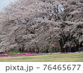 ふじの咲く丘の桜 76465677