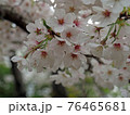 桜満開 76465681