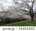 桜満開 76465683