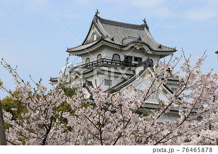 桜と岸和田城 76465878