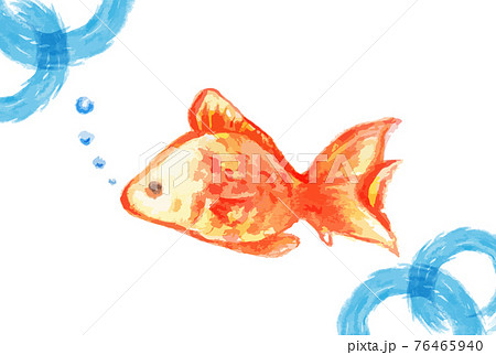 かわいい金魚の水彩イラストのイラスト素材