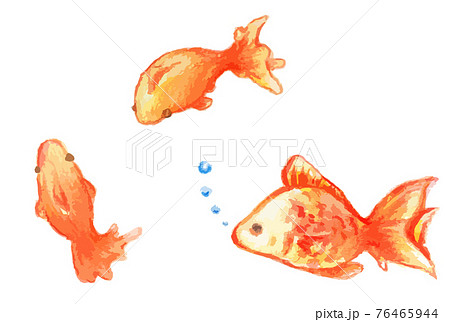 かわいい水彩の金魚のイラストセットのイラスト素材
