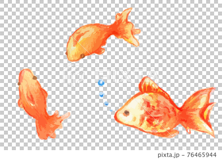 かわいい水彩の金魚のイラストセットのイラスト素材