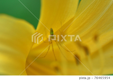 府中の浅間山に咲く 府中の浅間山に咲く 76465954