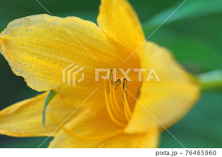 府中の浅間山に咲く 76465960