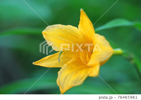 府中の浅間山に咲く 76465961