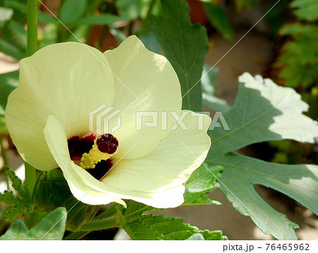 オクラ 花 クリーム色の花 黄色い花 大輪の花 オクラ 花 クリーム色の花 黄色い花 大輪の花 76465962
